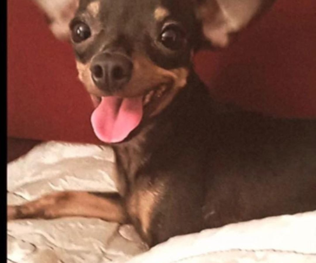 Cachorrinha Milli desaparece e dona fica doente de preocupação em Cascavel