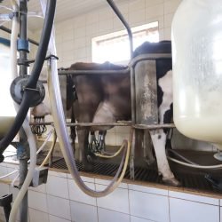 Governador sanciona lei que proíbe reconstituição de leite em pó importado no Paraná