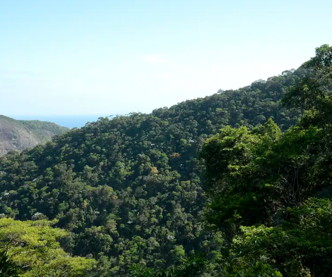 1762497518_meioambiente.png
