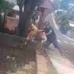 MP denuncia homem por maus-tratos após caso de cachorro arremessado em riacho em Pato Branco - catve.com