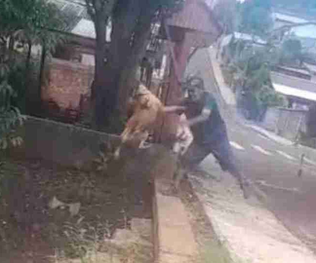 MP denuncia homem por maus-tratos após caso de cachorro arremessado em riacho em Pato Branco - catve.com