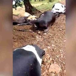 Raio mata vacas e touro na área rural de Ivaiporã - catve.com