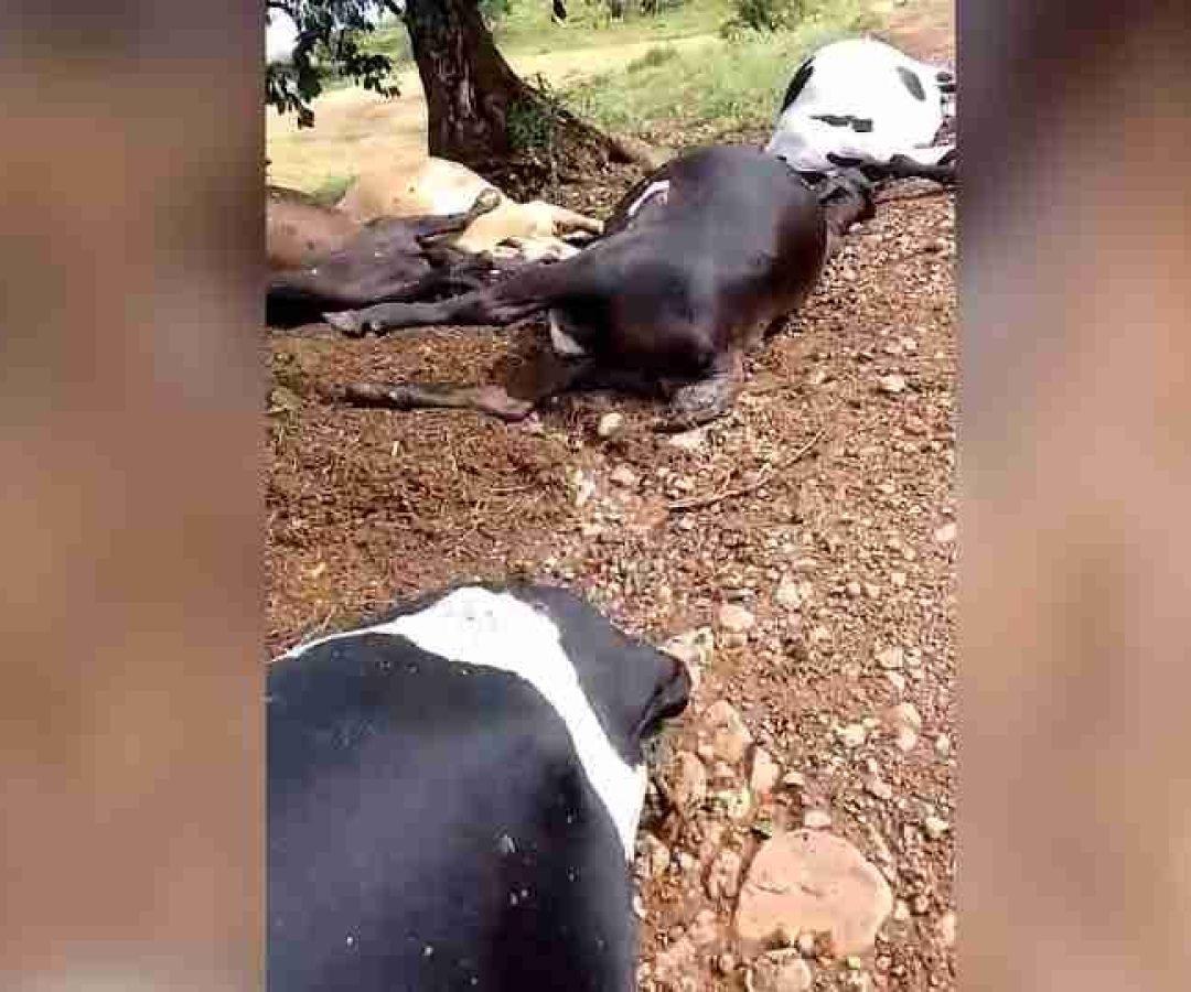 Raio mata vacas e touro na área rural de Ivaiporã - catve.com