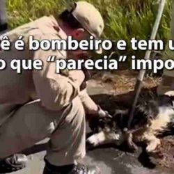 Cachorro é resgatado de dentro de bueiro pelos bombeiros em Ponta Grossa - catve.com