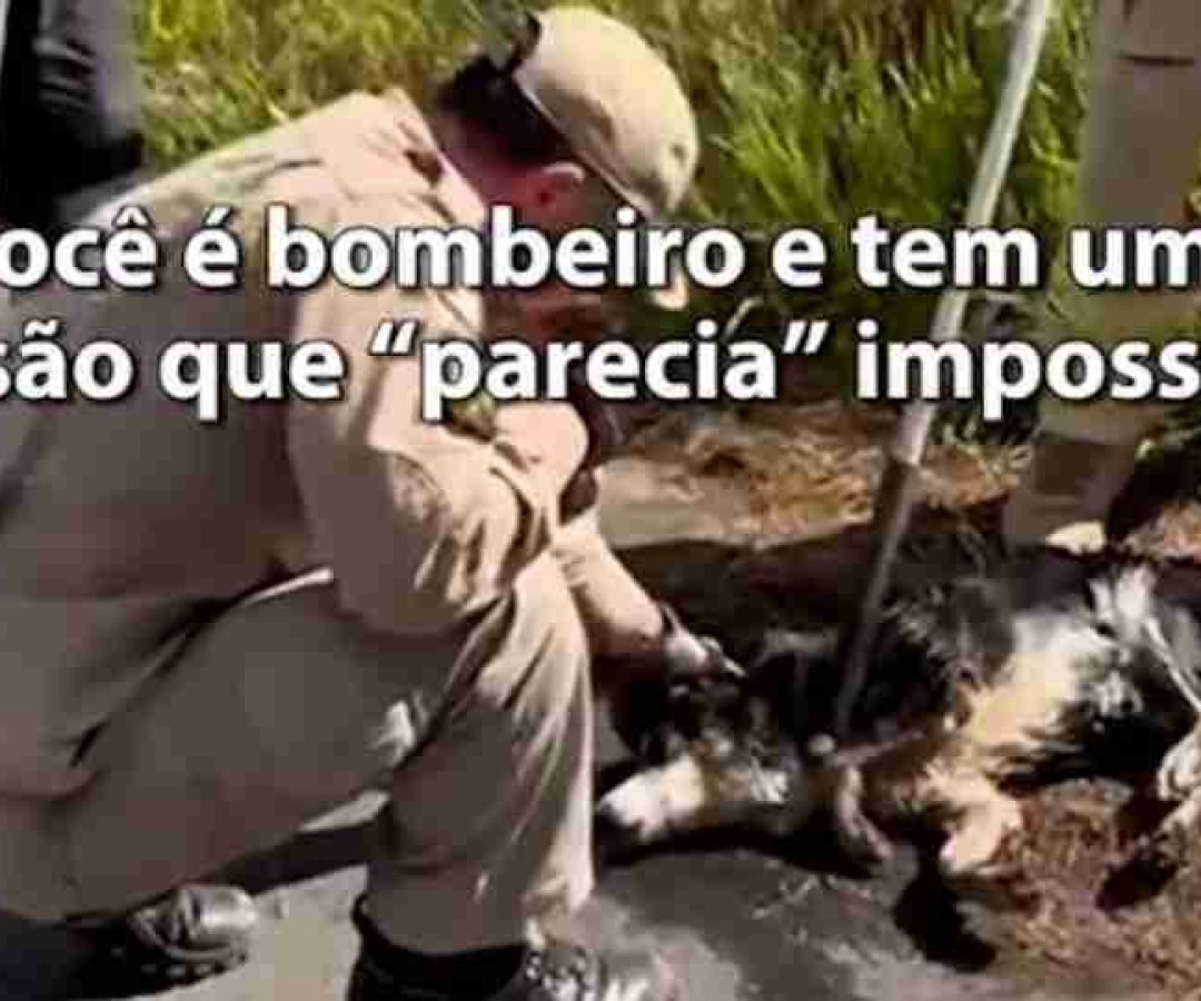Cachorro é resgatado de dentro de bueiro pelos bombeiros em Ponta Grossa - catve.com