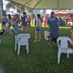 Campanha de vacinação contra a raiva é realizada em Toledo - catve.com