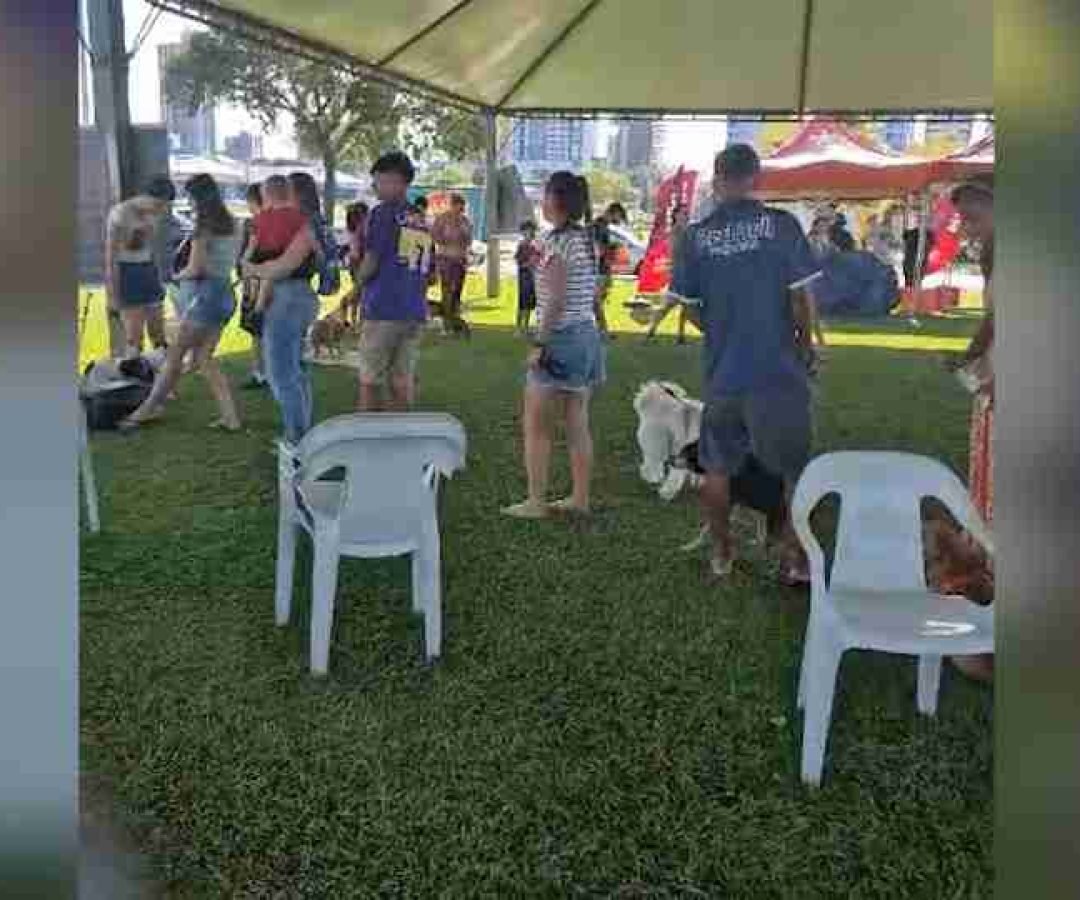 Campanha de vacinação contra a raiva é realizada em Toledo - catve.com