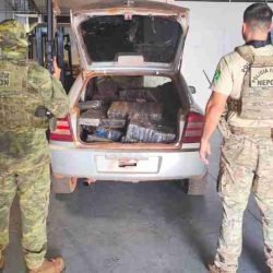 Mais de meia tonelada de maconha é apreendida em área rural de Guaíra - catve.com