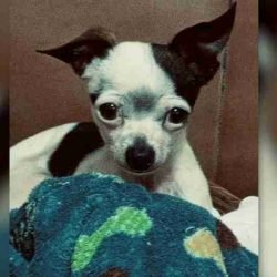 Família procura por cachorrinho desaparecido no bairro Tarumã, em Cascavel - catve.com