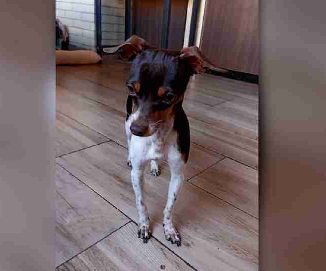 Pinscher Chico desaparece no 14 de Novembro e família oferece recompensa - catve.com