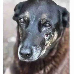 Soldado da PM depõe por ter matado cachorro comunitário em São Paulo - catve.com