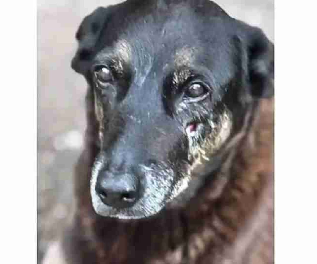 Soldado da PM depõe por ter matado cachorro comunitário em São Paulo - catve.com