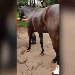 Égua da Polícia Militar está medicada e estável após acidente em Cascavel - catve.com