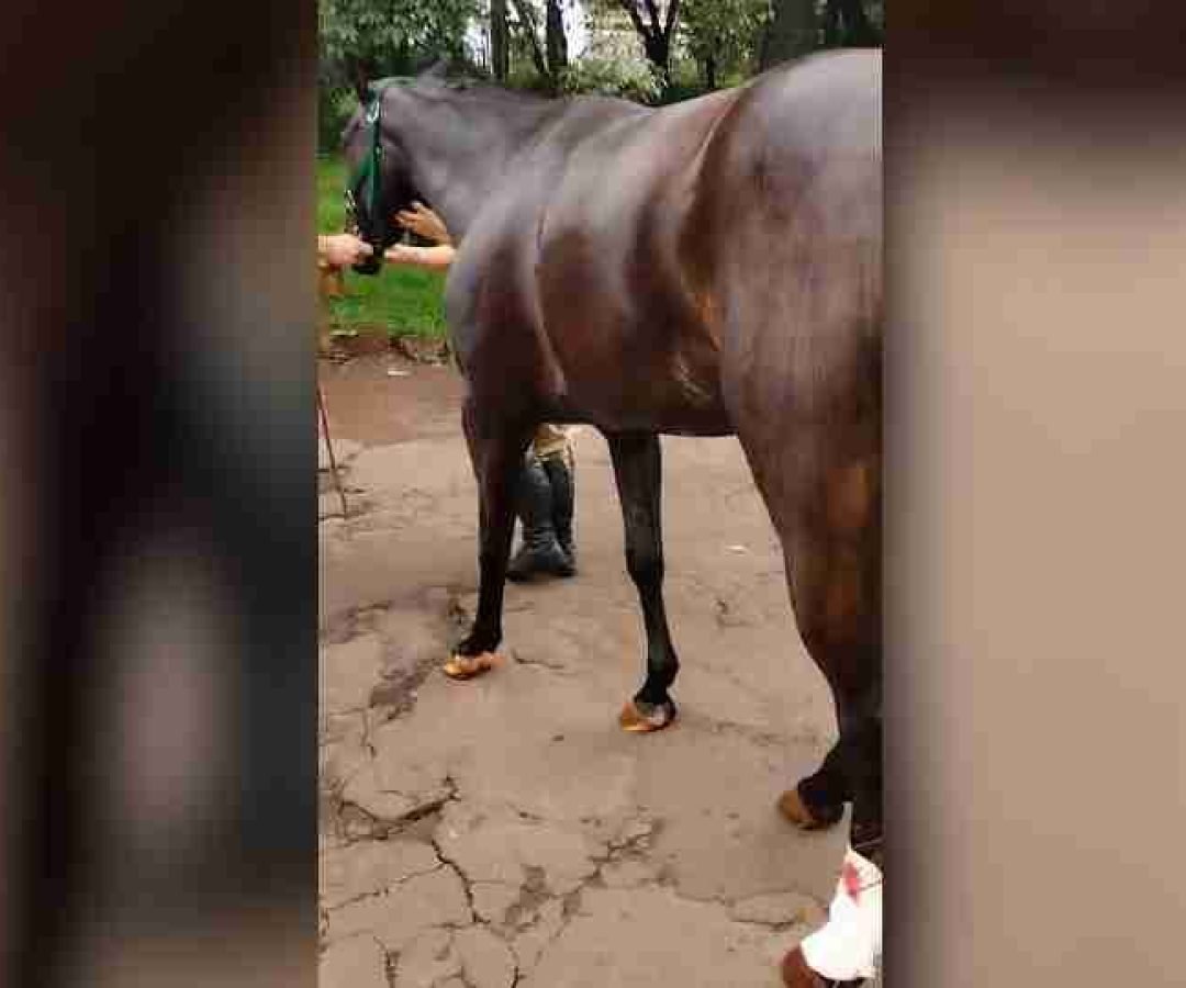 Égua da Polícia Militar está medicada e estável após acidente em Cascavel - catve.com
