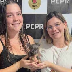 Polícia Civil recupera filhote furtado e identifica dois envolvidos após análise de câmeras - catve.com