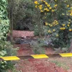 Servidor é atacado por abelhas durante limpeza do Rio Quati - catve.com