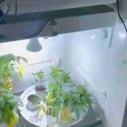 Polícia encontra laboratório de maconha em Londrina - catve.com