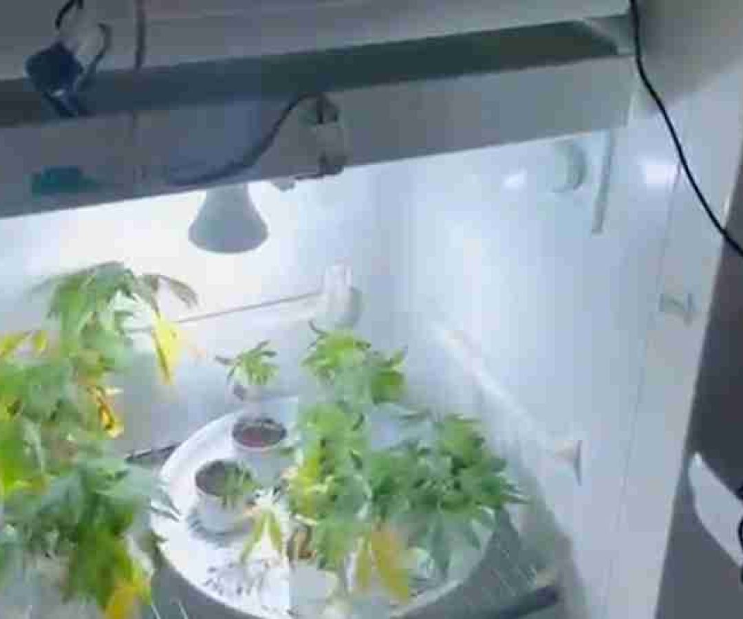 Polícia encontra laboratório de maconha em Londrina - catve.com