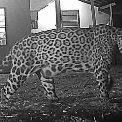 Cacira é flagrada no Parque Nacional do Iguaçu e pode estar com novos filhotes - catve.com