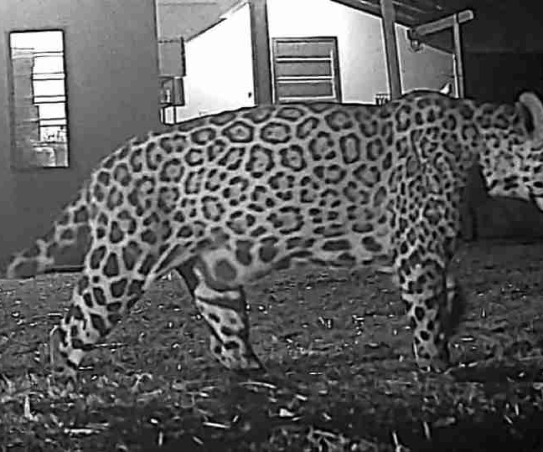 Cacira é flagrada no Parque Nacional do Iguaçu e pode estar com novos filhotes - catve.com