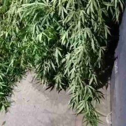 Pé de maconha de três metros é apreendido pela PM após denúncia de tráfico em Toledo - catve.com