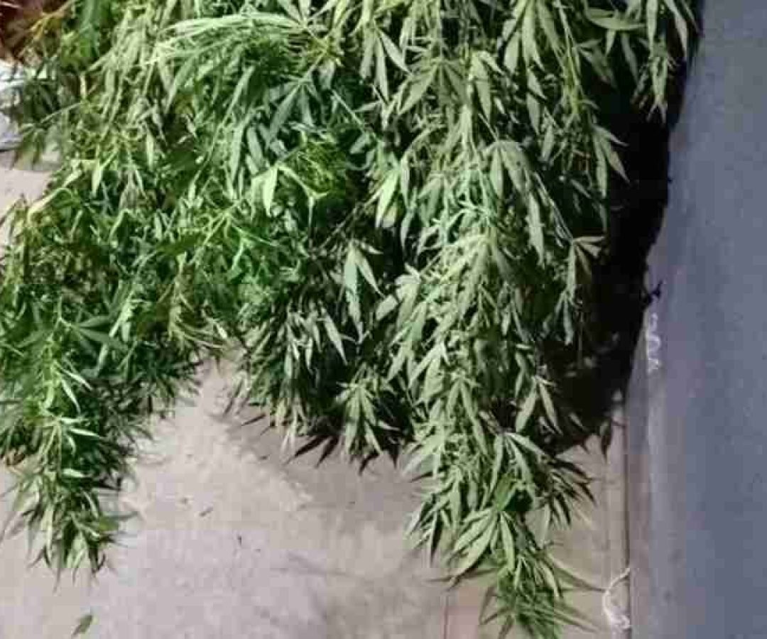 Pé de maconha de três metros é apreendido pela PM após denúncia de tráfico em Toledo - catve.com