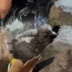 Som estranho leva a descoberta inusitada dentro de tubulação - catve.com