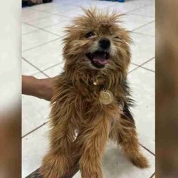 De quem é a cachorrinha perdida no Centro de Cascavel? - catve.com