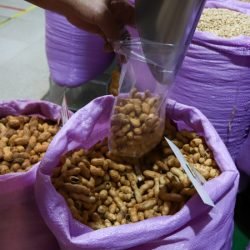 Paraná é o 3º maior exportador de peru do Brasil; safra de amendoim deve ter recorde