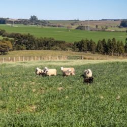 Ratinho Junior sanciona lei que prevê aumento do investimento em conectividade rural