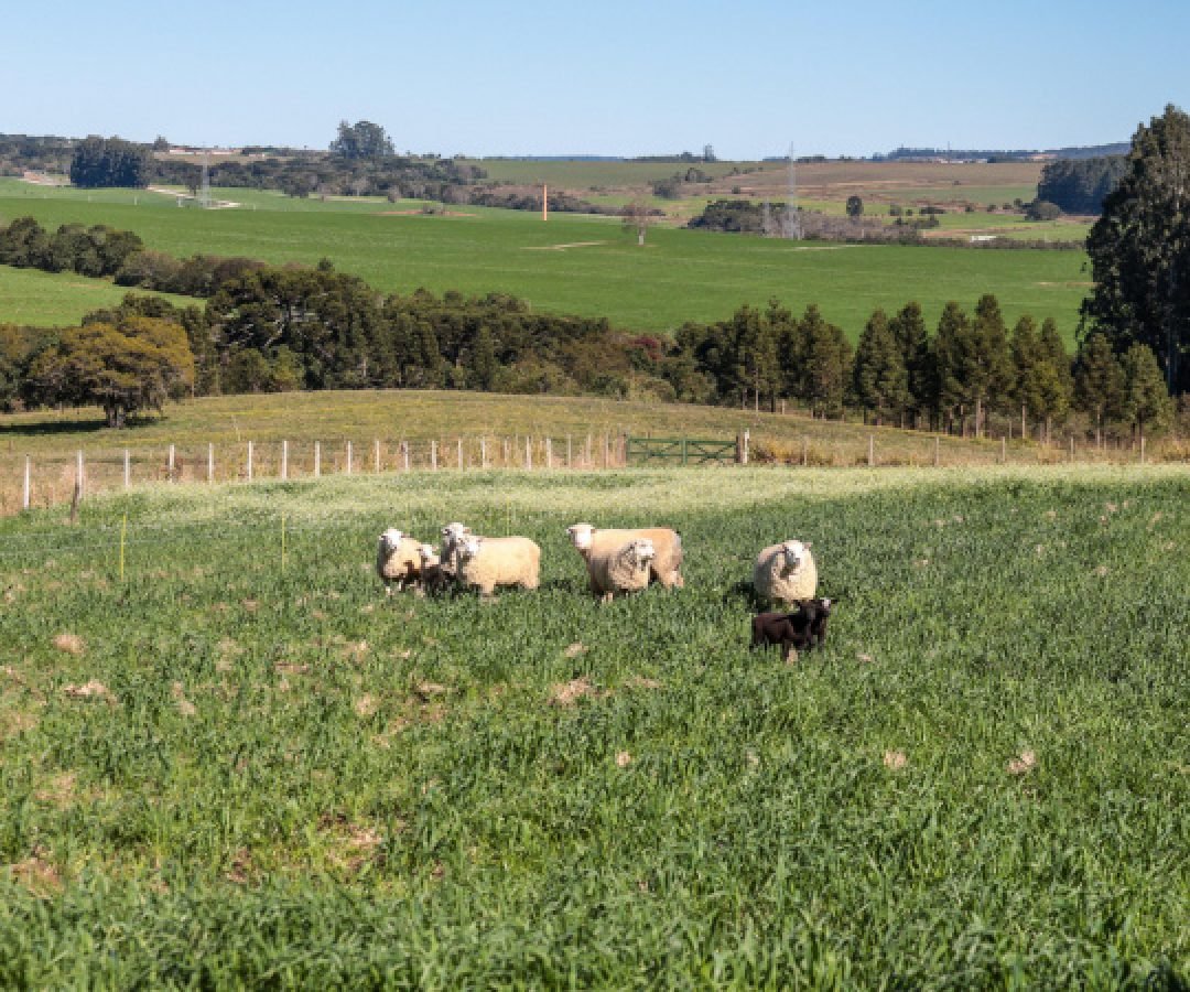 Ratinho Junior sanciona lei que prevê aumento do investimento em conectividade rural