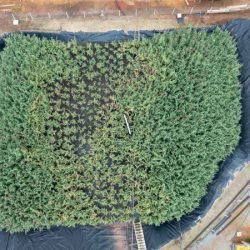 Sanepar usa plantas para criar estação de esgoto lixo zero em Curitiba