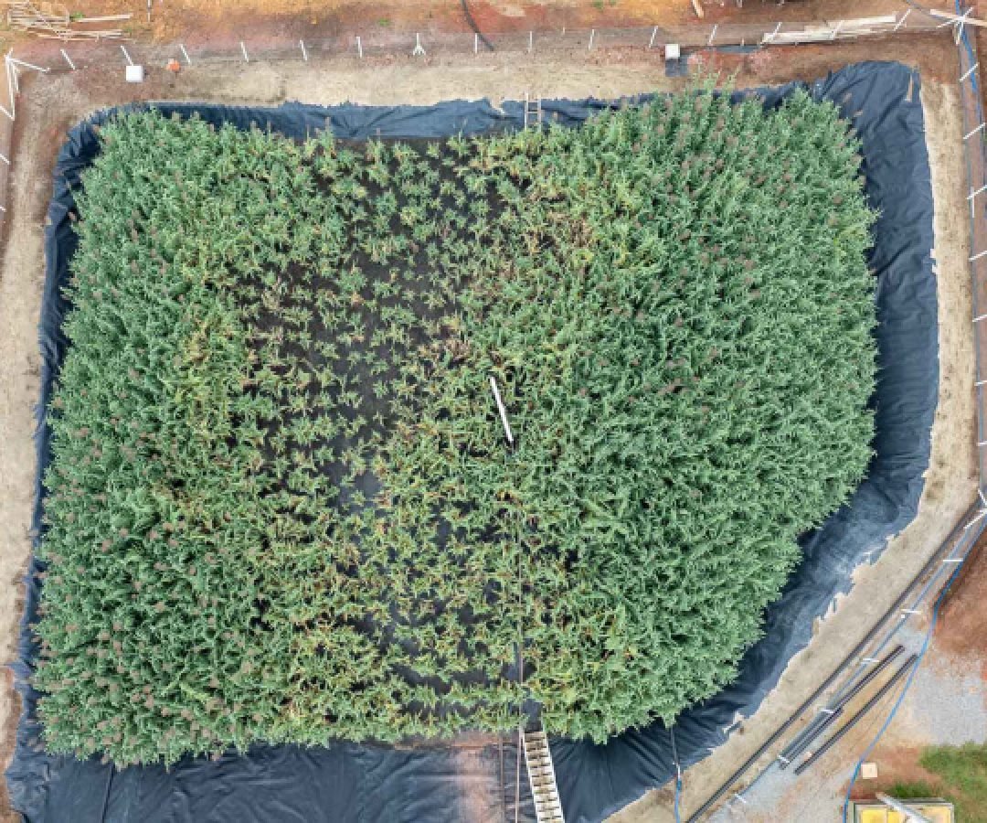 Sanepar usa plantas para criar estação de esgoto lixo zero em Curitiba