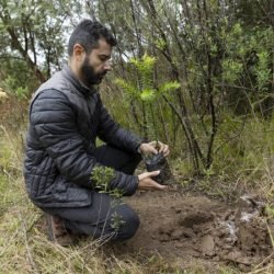 Sanepar já plantou 250 mil árvores nativas no entorno do Reservatório Miringuava