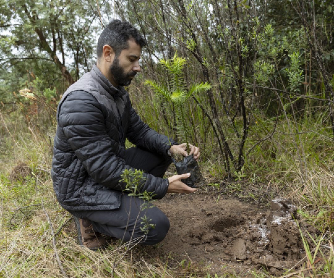 Sanepar já plantou 250 mil árvores nativas no entorno do Reservatório Miringuava