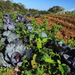 Renda Agricultor Familiar: projeto fortalece em 2025 mais 955 famílias em vulnerabilidade