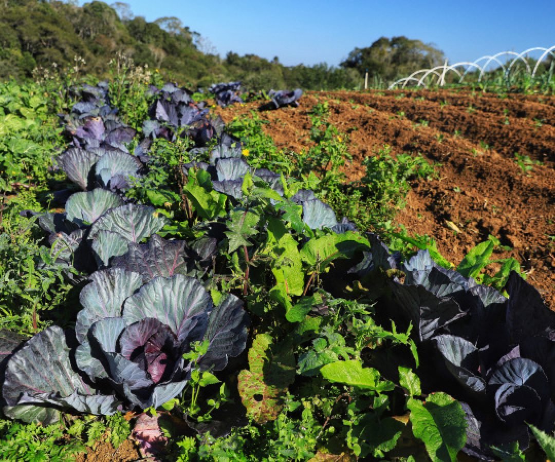 Renda Agricultor Familiar: projeto fortalece em 2025 mais 955 famílias em vulnerabilidade