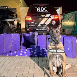 Cães de faro da PCPR interceptam mais de 227 quilos de maconha em duas ações