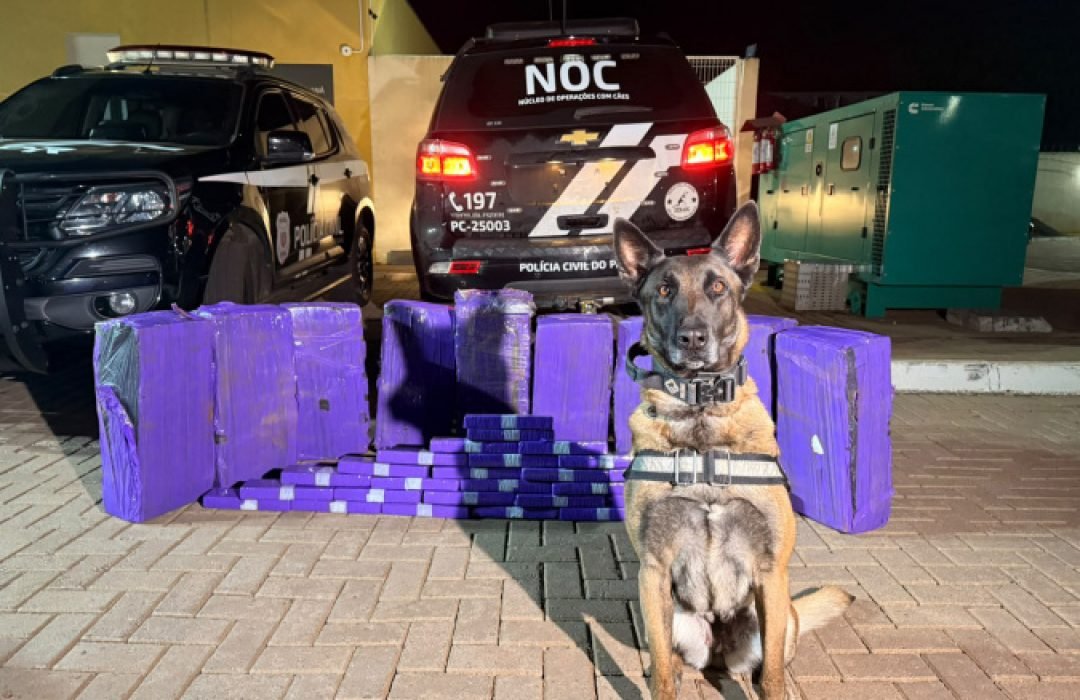 Cães de faro da PCPR interceptam mais de 227 quilos de maconha em duas ações