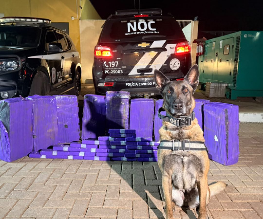 Cães de faro da PCPR interceptam mais de 227 quilos de maconha em duas ações