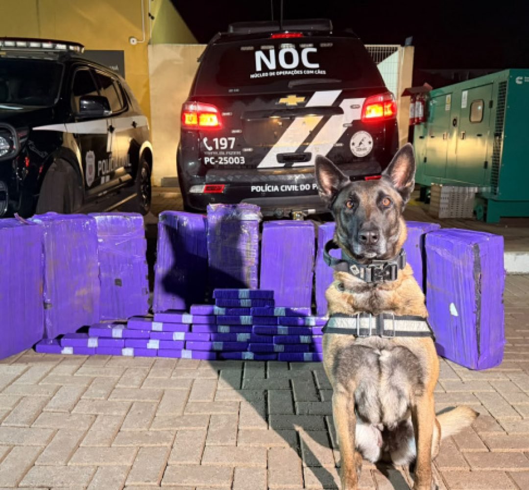 Cães de faro da PCPR interceptam mais de 227 quilos de maconha em duas ações