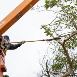Copel leva a Paranavaí mutirão de podas, educação energética e atendimento à população