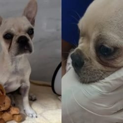 Filhote-de-buldogue-frances-e-internada-apos-ingerir-mais-de-50-pedras-de-crack.jpg