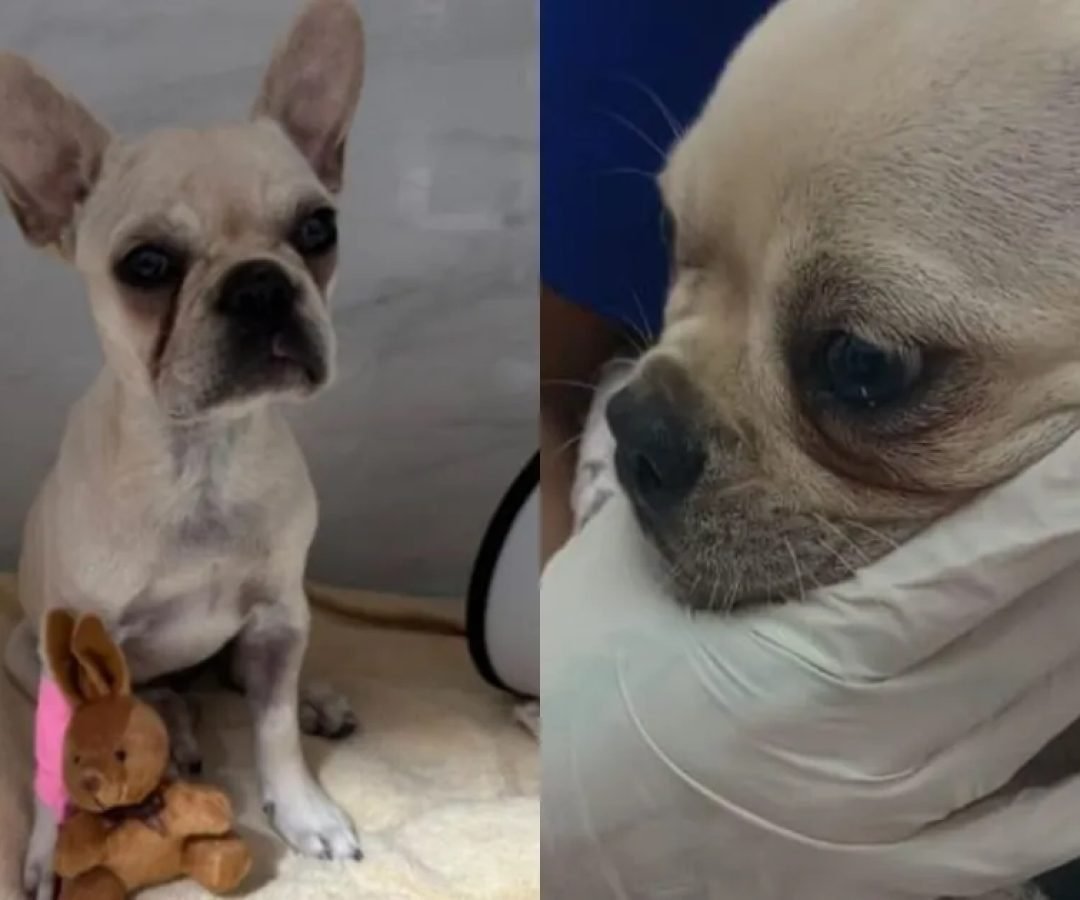 Filhote-de-buldogue-frances-e-internada-apos-ingerir-mais-de-50-pedras-de-crack.jpg