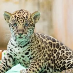 Filhote-de-onca-nasce-em-zoo-do-Para.jpeg