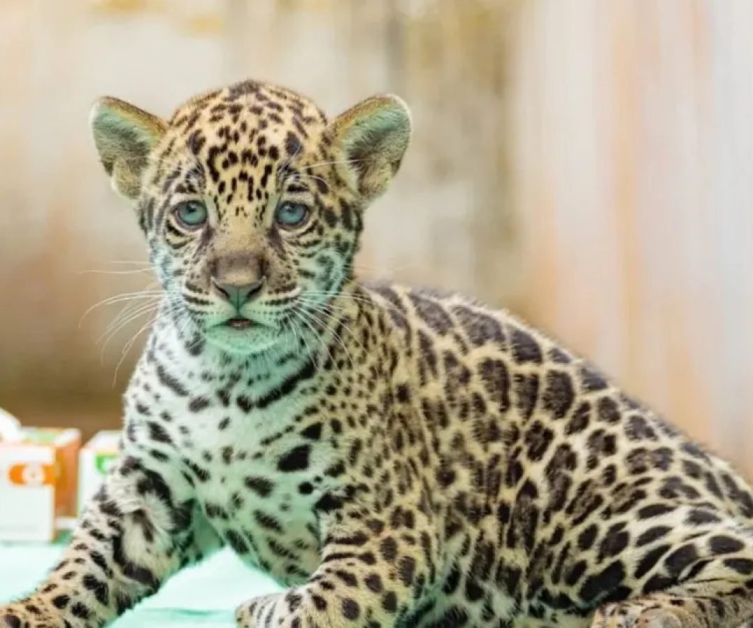 Filhote-de-onca-nasce-em-zoo-do-Para.jpeg