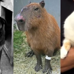 Gata-cachorro-e-capivara-relembre-ataques-recentes-contra-animais-1.jpg