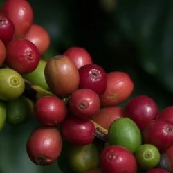 Graos-de-cafe-Foto-Tony-Oliveira-CNA.jpg
