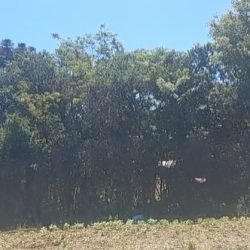 Inquilino mata dono de imóvel em Pato Branco