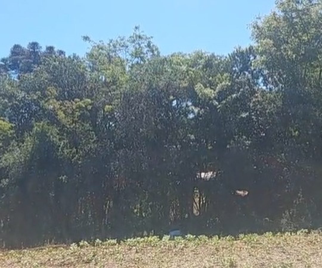 Inquilino mata dono de imóvel em Pato Branco